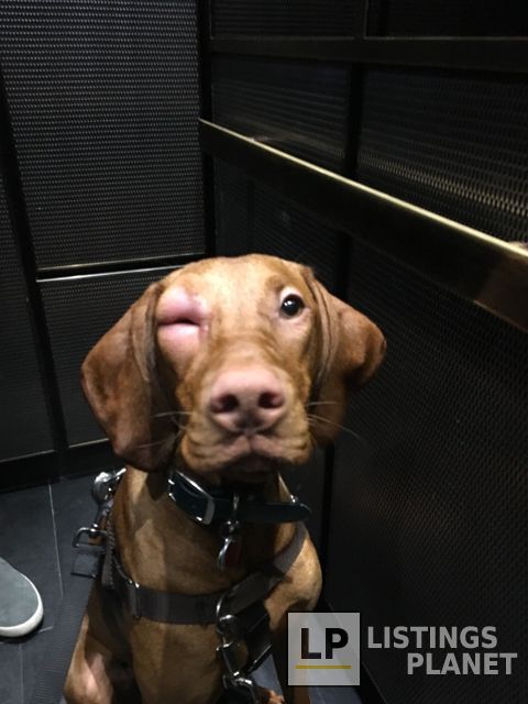 BluePearl Veterinary Partners