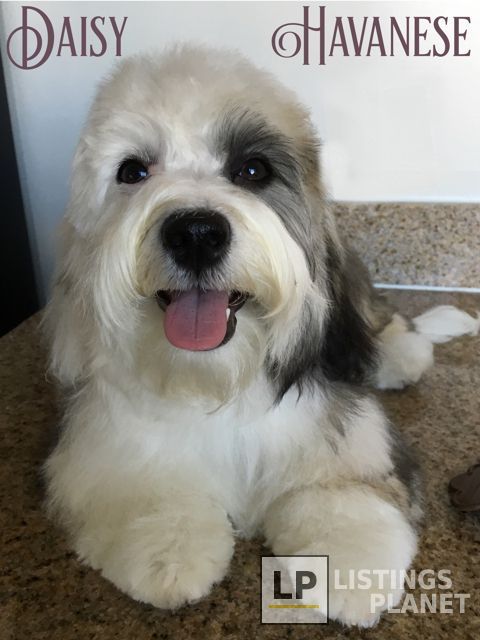 Good Dog! Private Pet Grooming