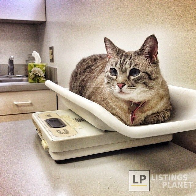 Belle Meade Animal Hospital