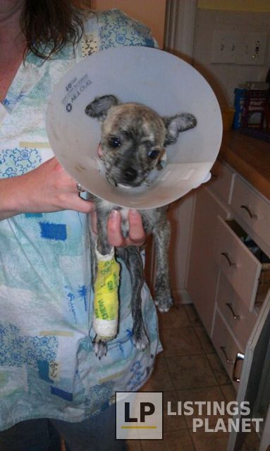 Crest  Animal Hospital