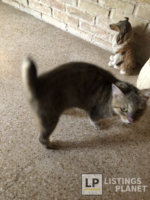 Alamo Heights Pet Clinic Inc