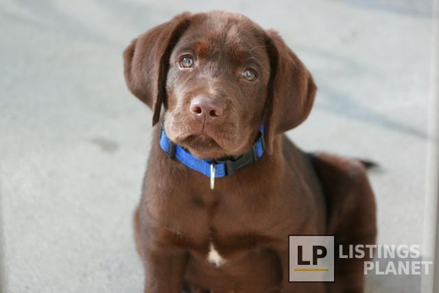 Penasquitos Pet Clinic