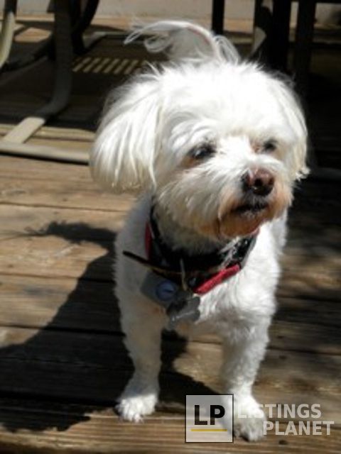 AAA K-9 Mobile Grooming