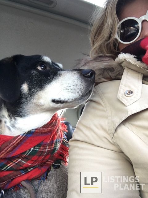 Boston Paws
