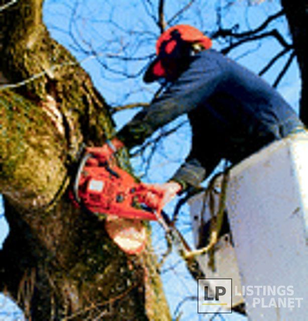 Big Ben's Tree Service