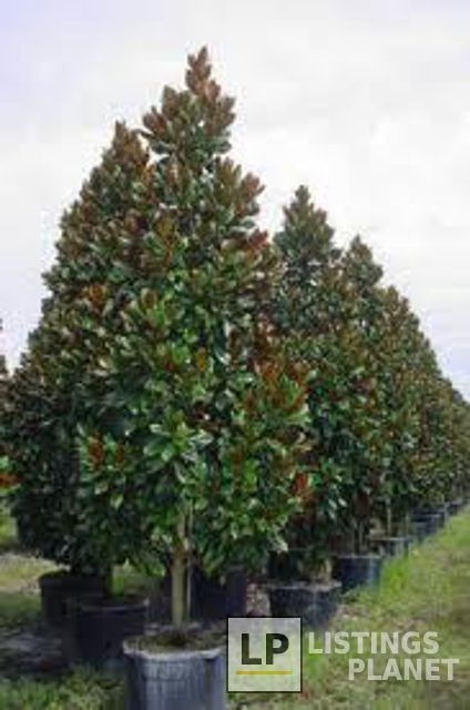 Uptown Lawn Services, Inc