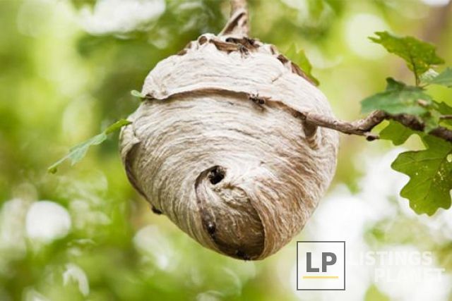 Smithereen Pest Management Services