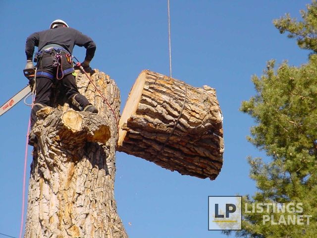 Dallas Jose Tree Service